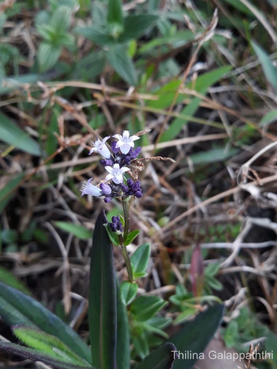 Neanotis nummulariiformis (Arn.) W.H.Lewis