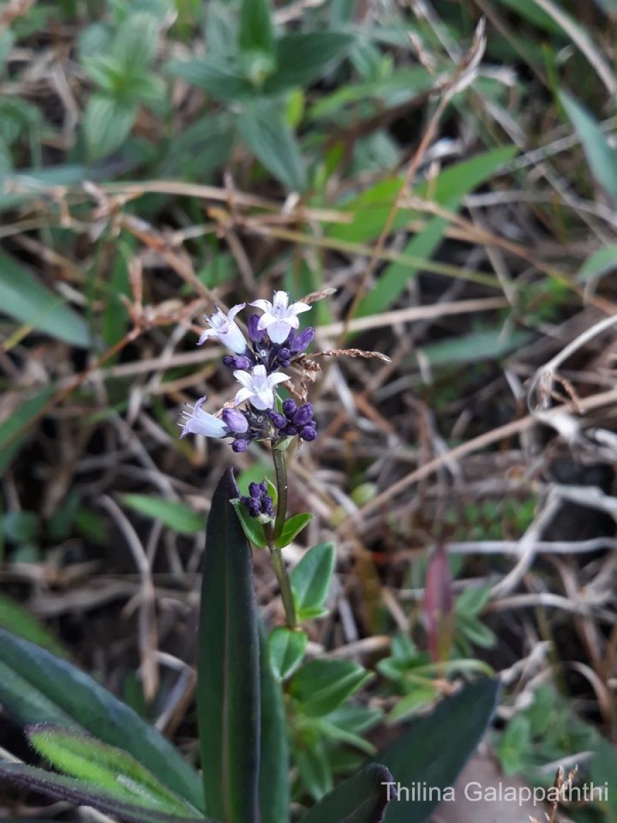 Neanotis nummulariiformis (Arn.) W.H.Lewis