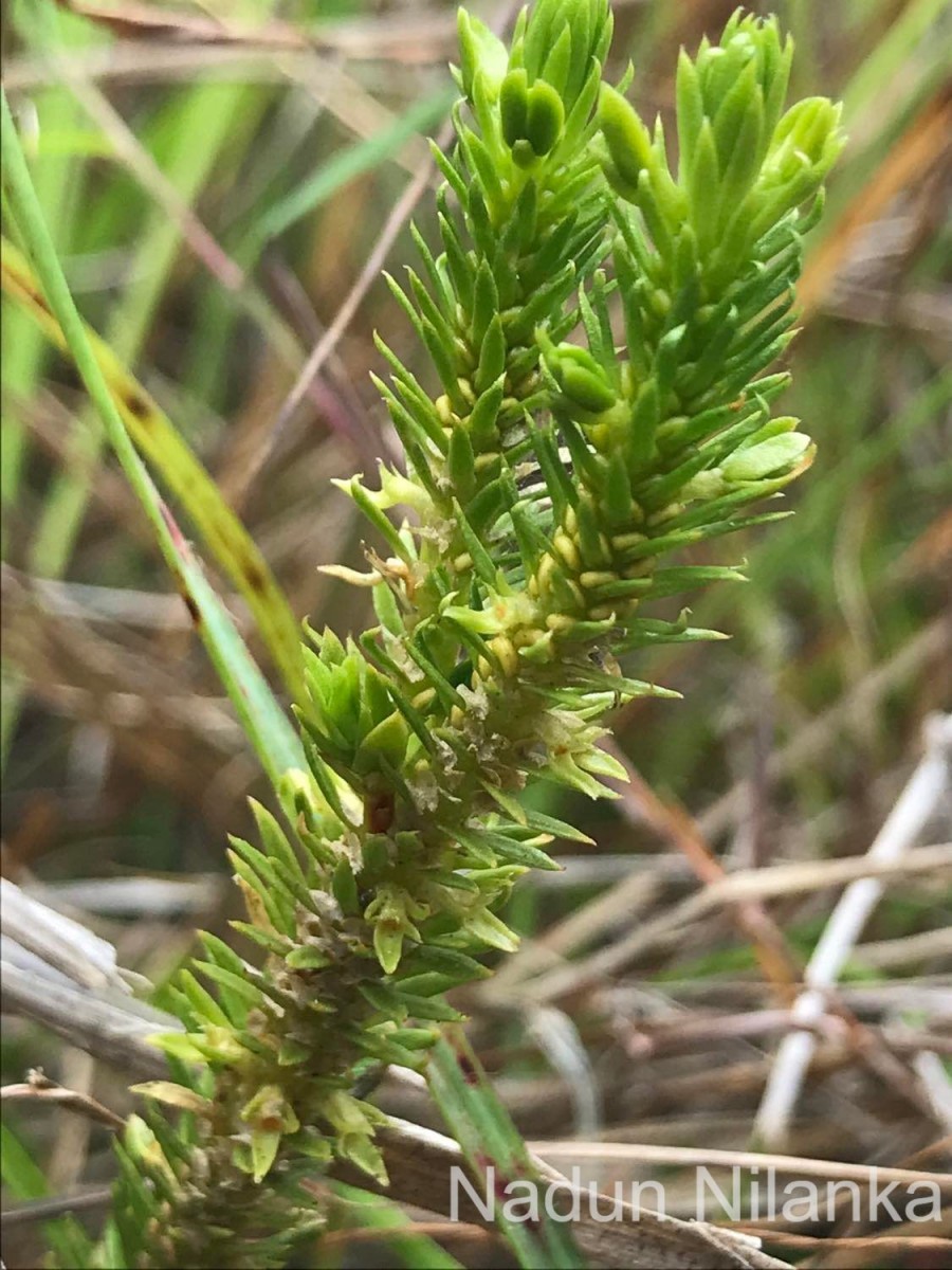 Huperzia ceylanica (Spring) Trevis.