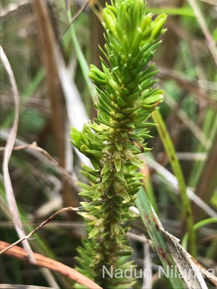 Huperzia ceylanica (Spring) Trevis.