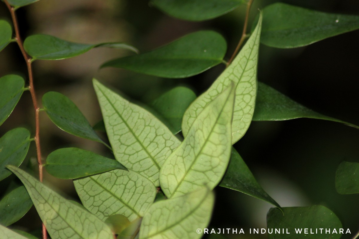 Phyllanthus baillonianus Müll.Arg.