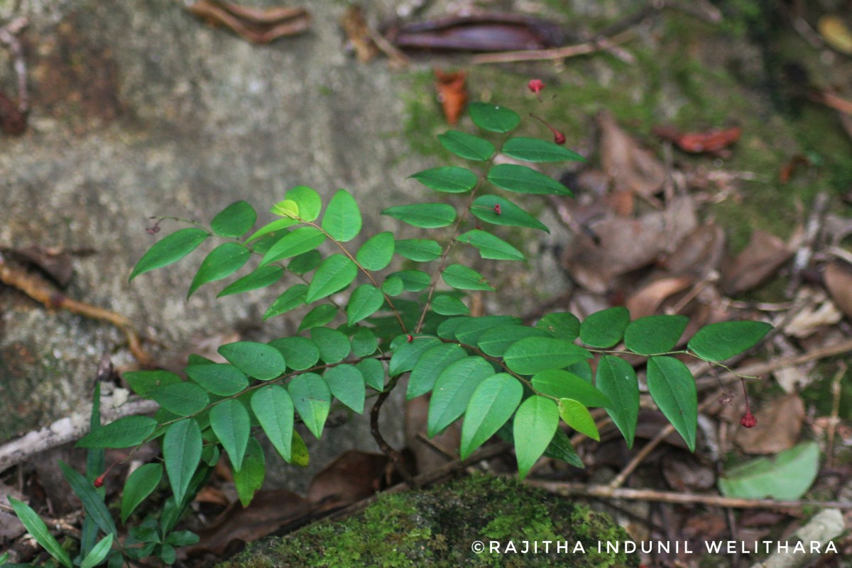 Phyllanthus baillonianus Müll.Arg.