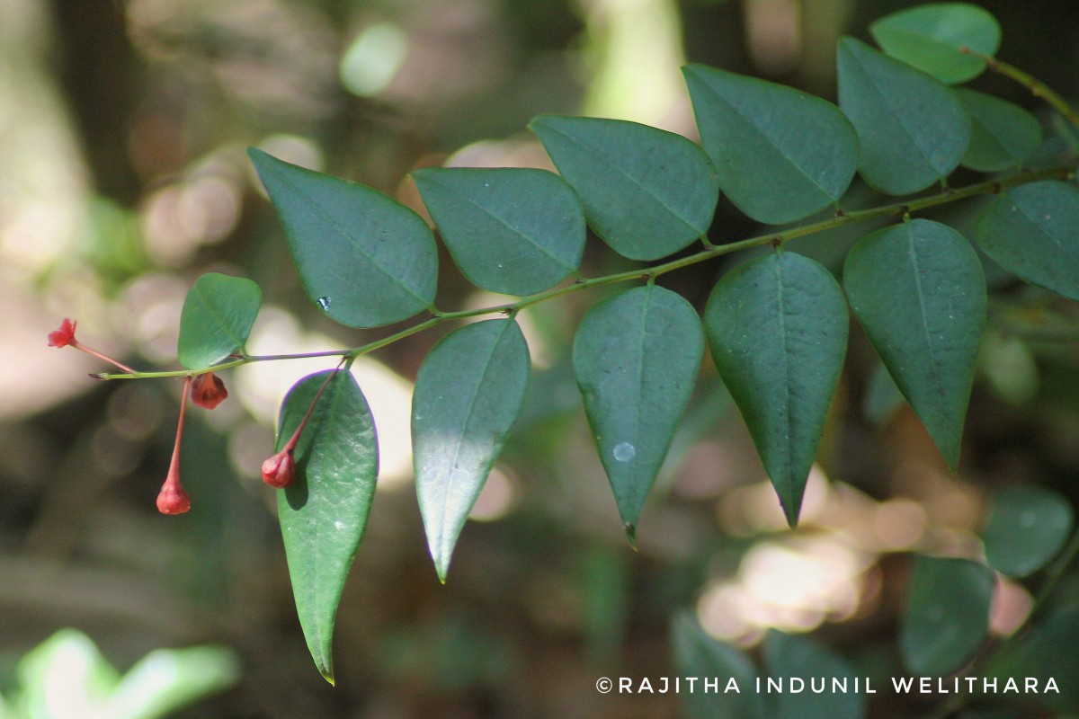 Phyllanthus baillonianus Müll.Arg.