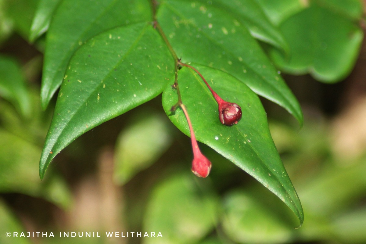 Phyllanthus baillonianus Müll.Arg.