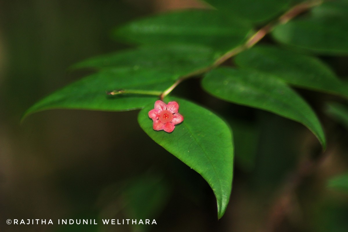 Phyllanthus baillonianus Müll.Arg.