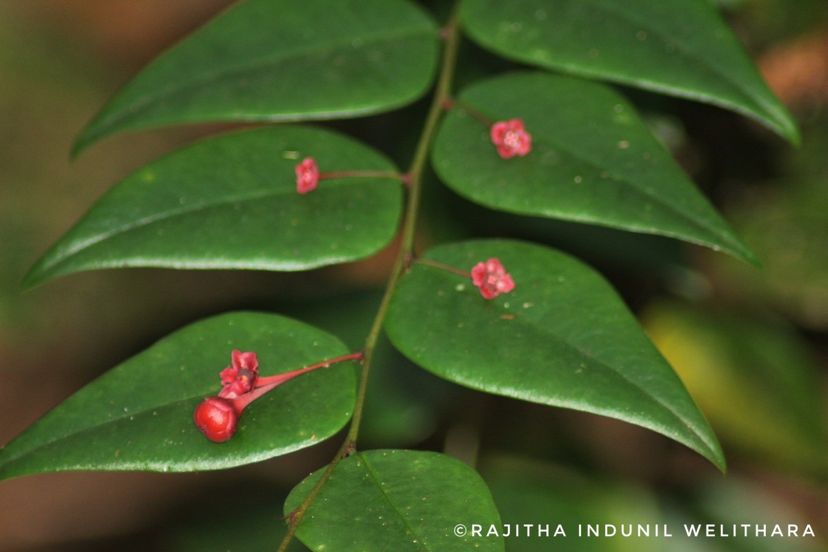 Phyllanthus baillonianus Müll.Arg.