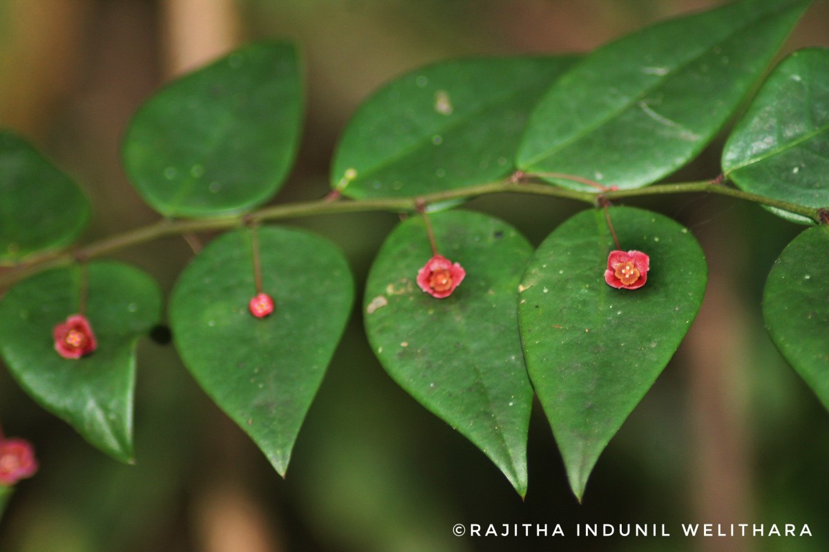 Phyllanthus baillonianus Müll.Arg.