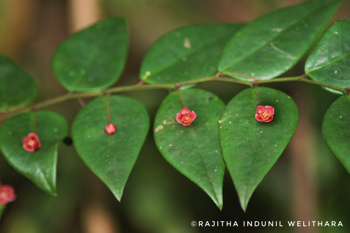 Phyllanthus baillonianus Müll.Arg.