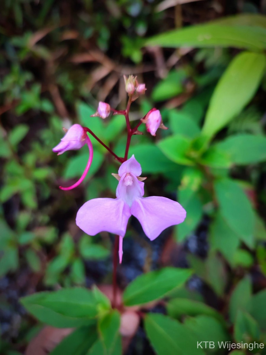 Impatiens elongata Arn.