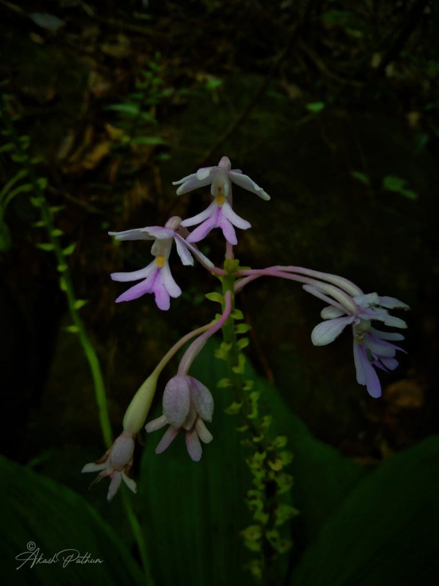 Calanthe masuca (D.Don) Lindl.