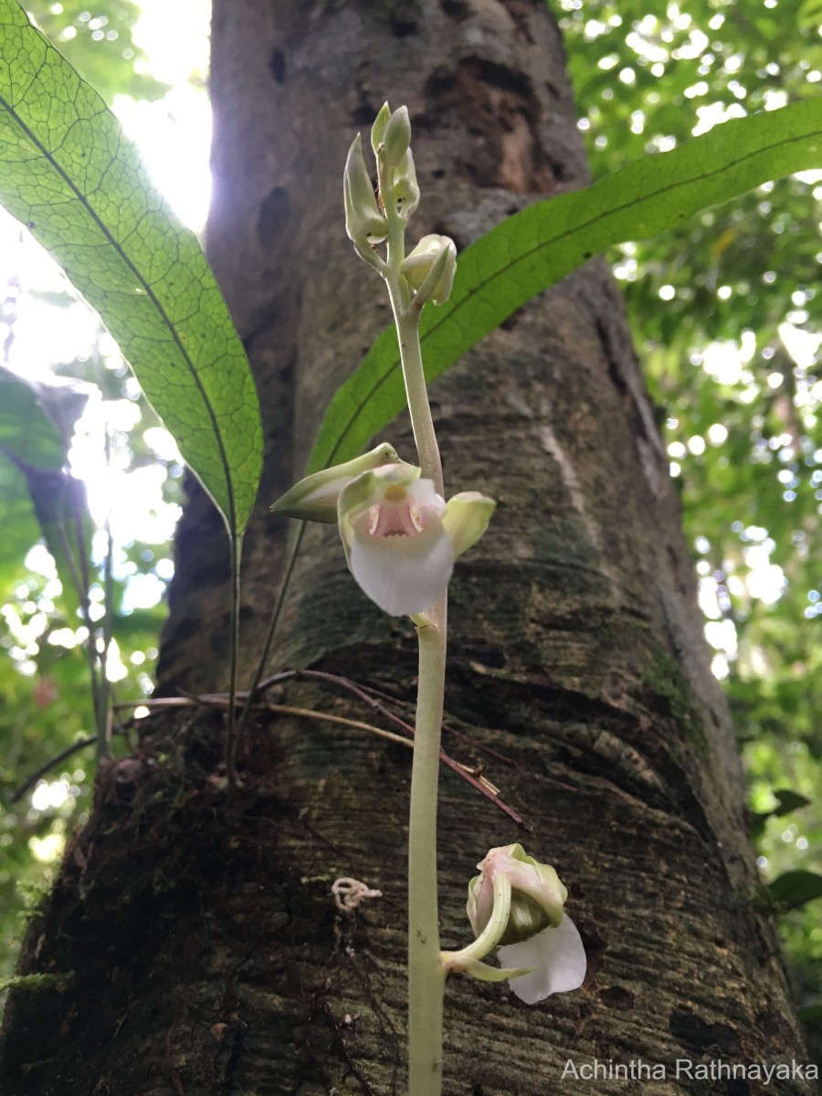 Eulophia nuda Lindl.