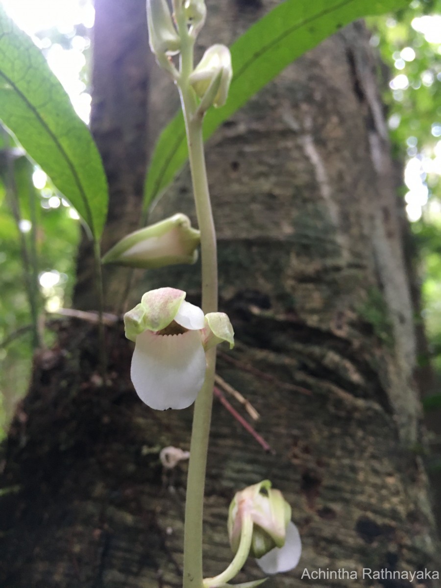 Eulophia nuda Lindl.