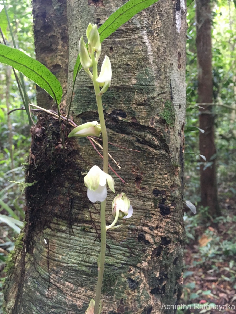 Eulophia nuda Lindl.