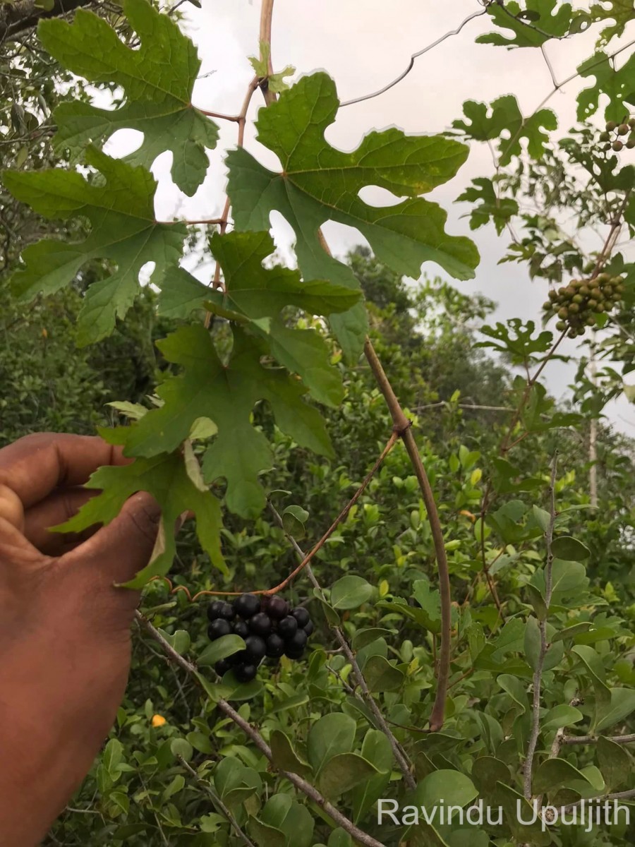 Ampelocissus phoenicantha Alston