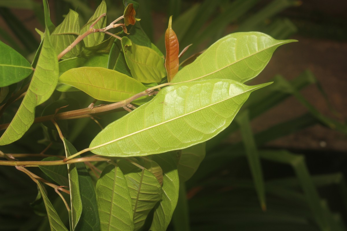 Ficus nervosa subsp. minor (King) C.C.Berg