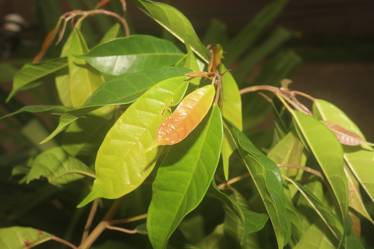 Ficus nervosa subsp. minor (King) C.C.Berg