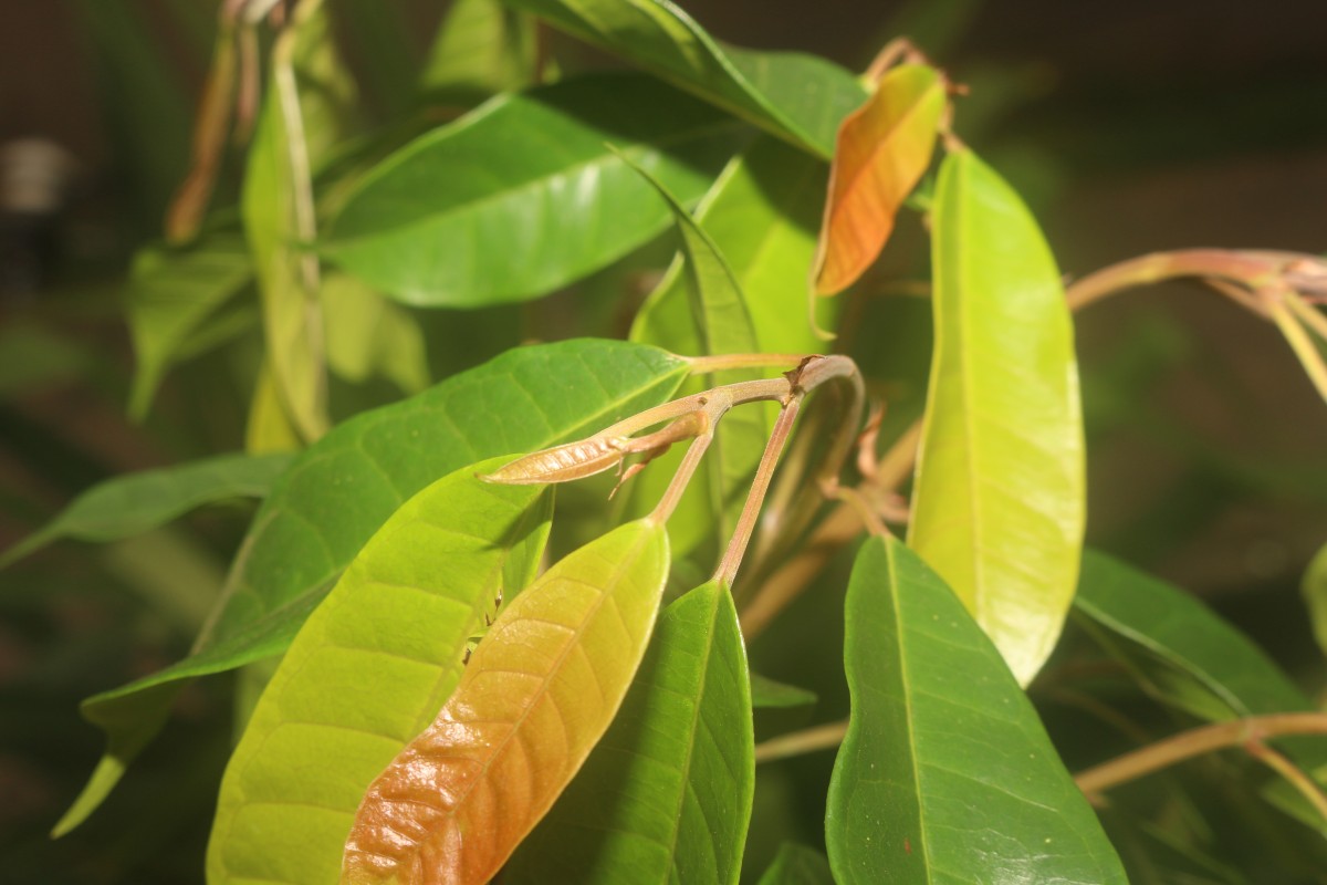 Ficus nervosa Roth