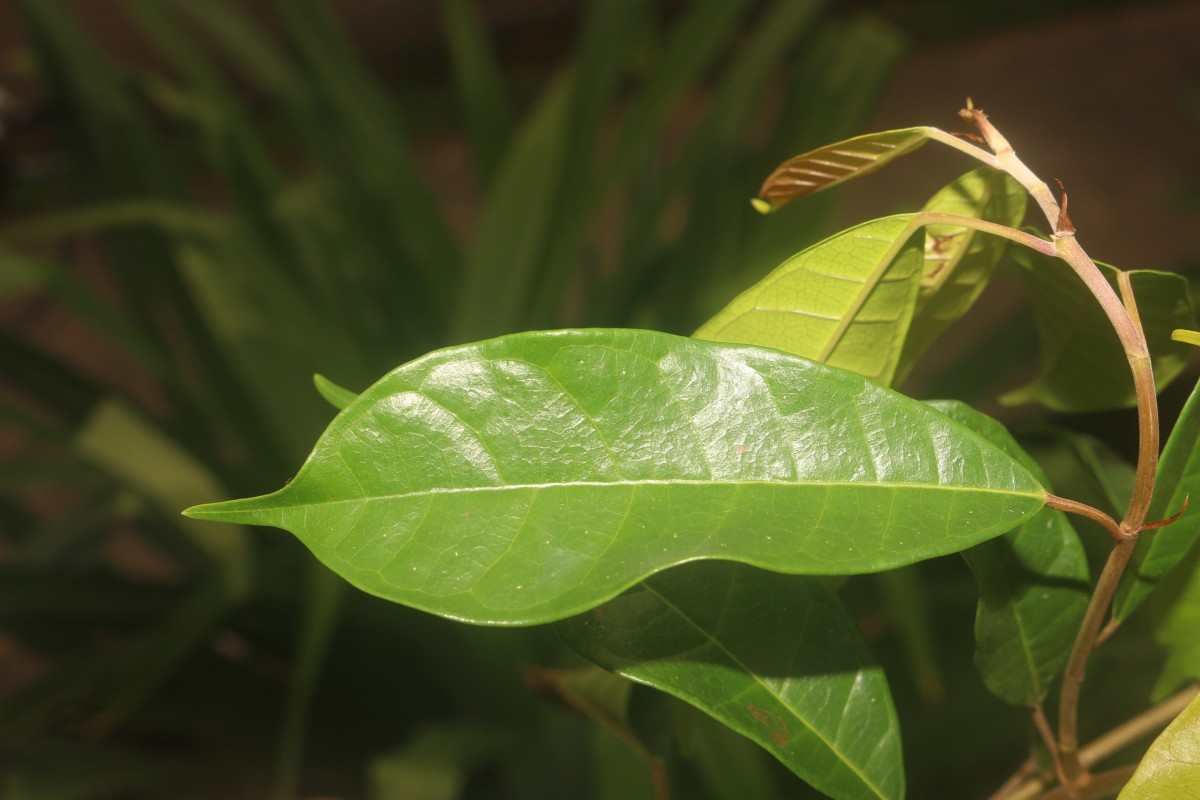 Ficus nervosa Roth