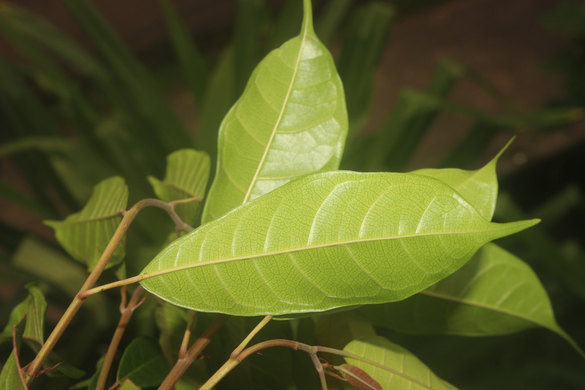 Ficus nervosa subsp. minor (King) C.C.Berg