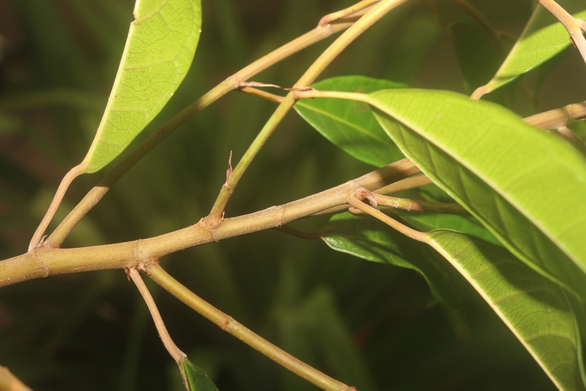 Ficus nervosa subsp. minor (King) C.C.Berg