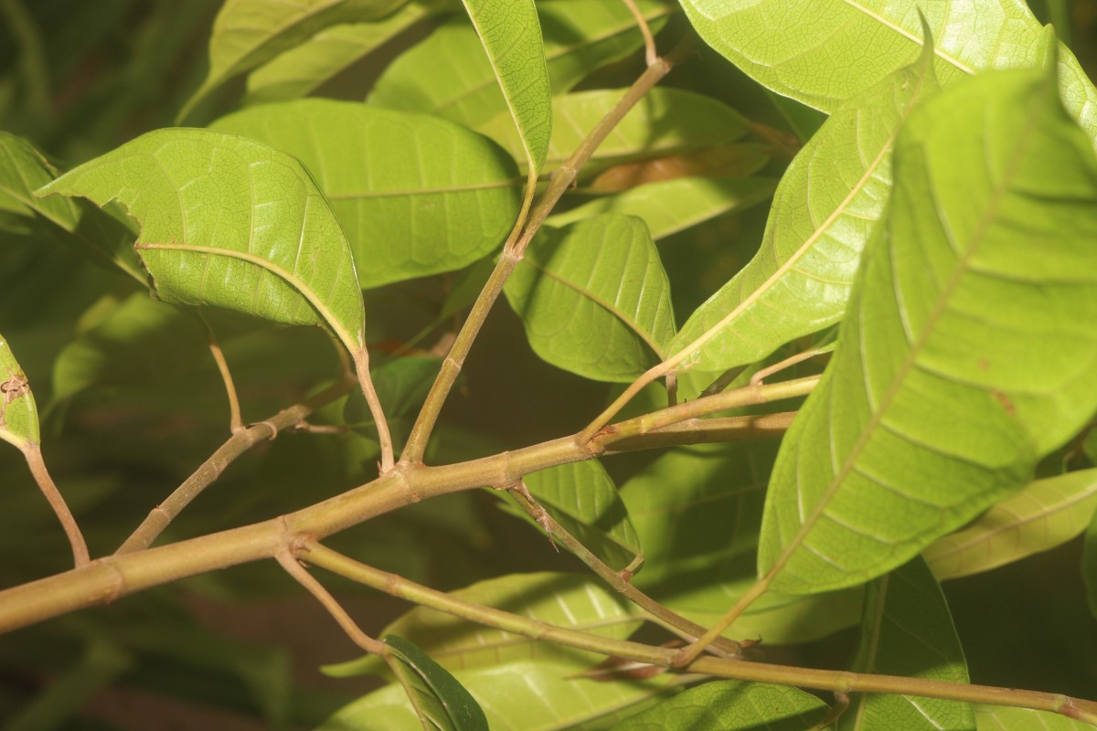 Ficus nervosa subsp. minor (King) C.C.Berg