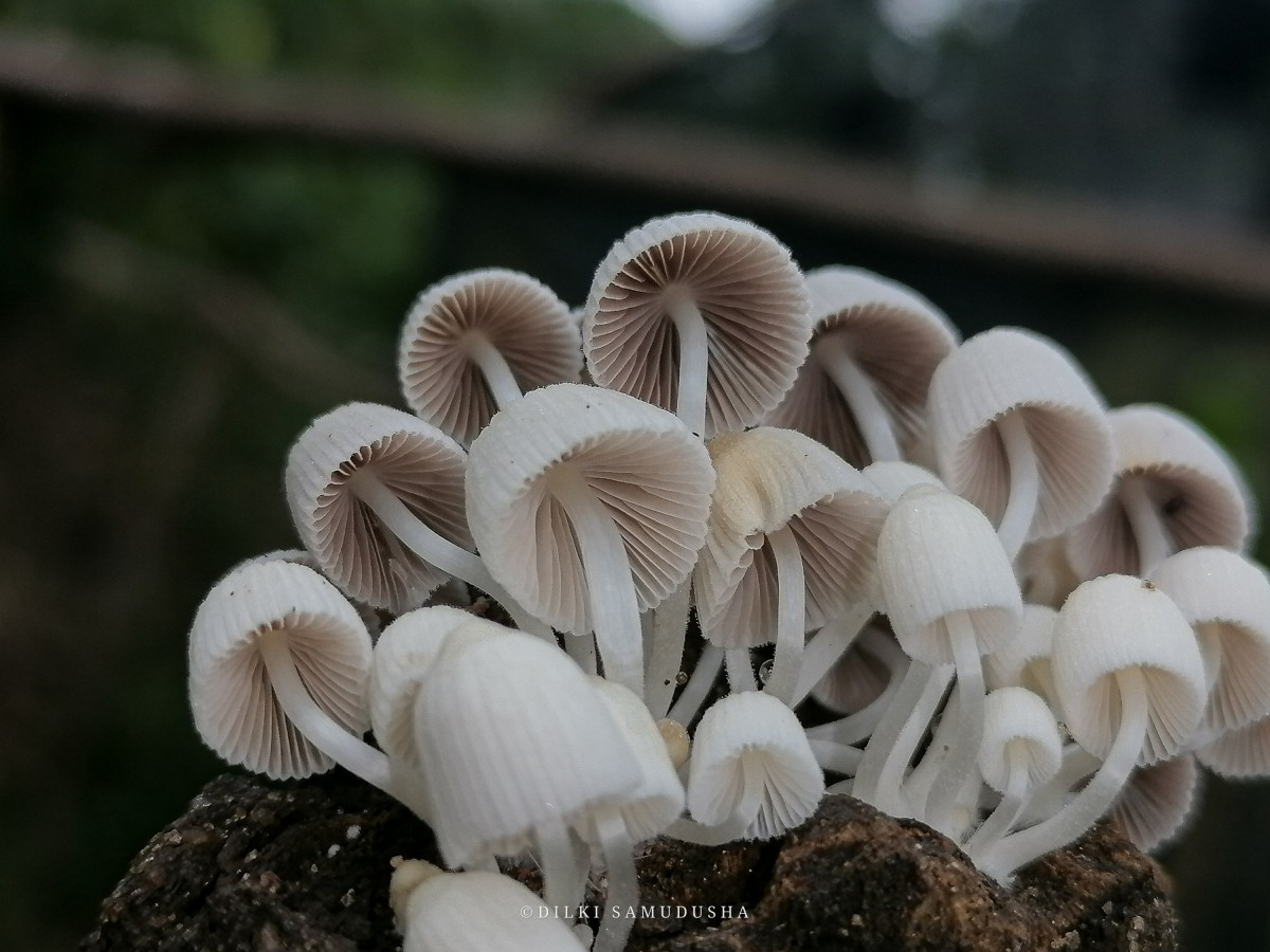 Coprinellus disseminatus (Pers.) J.E. Lange