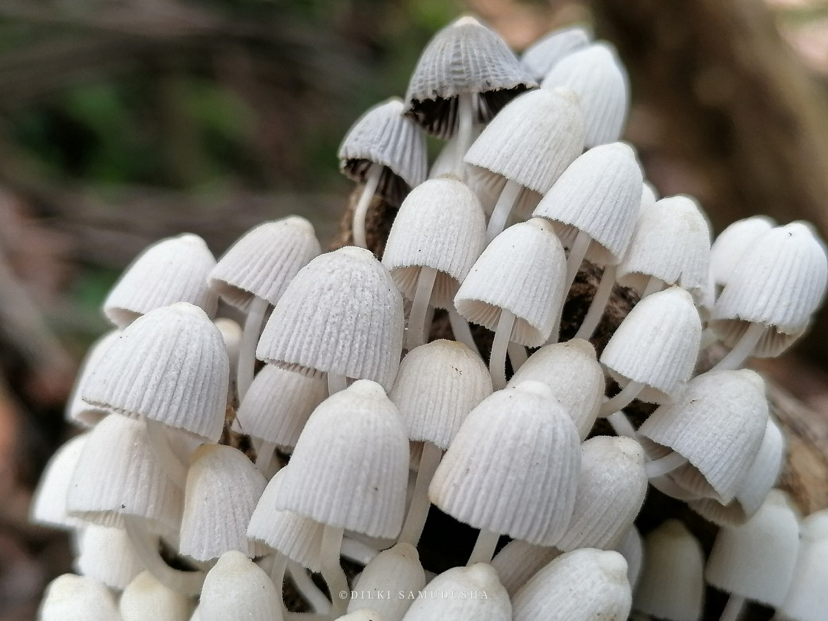 Coprinellus disseminatus (Pers.) J.E. Lange