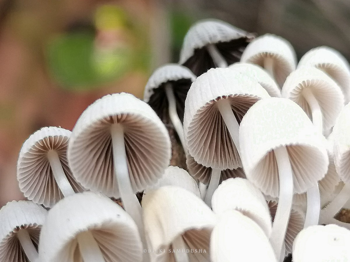 Coprinellus disseminatus (Pers.) J.E. Lange