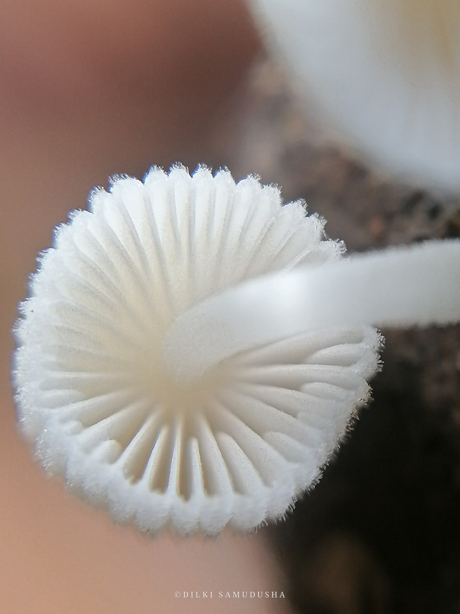 Coprinellus disseminatus (Pers.) J.E. Lange