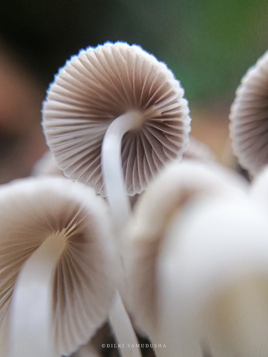 Coprinellus disseminatus (Pers.) J.E. Lange