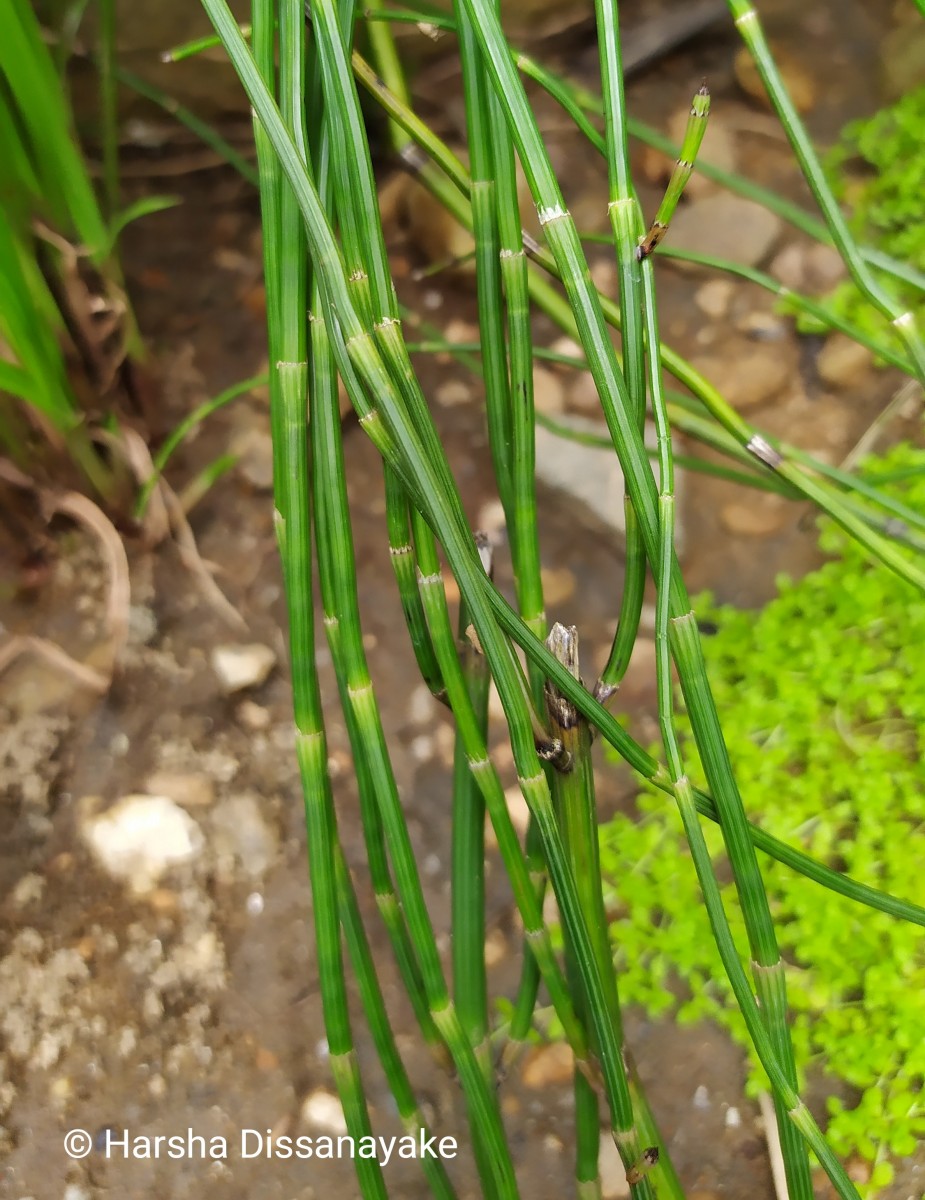 Equisetum ramosissimum  Desf.