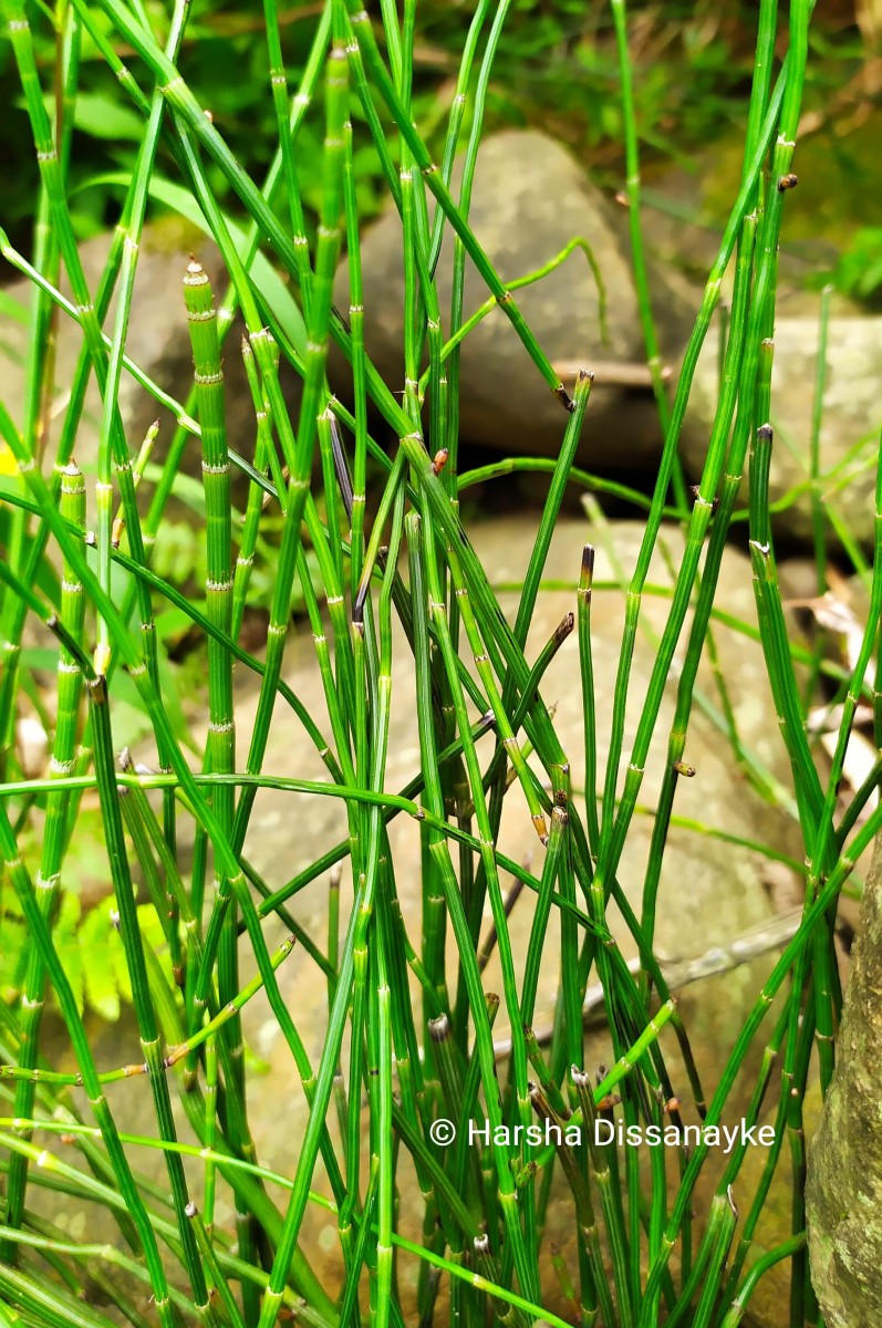 Equisetum ramosissimum  Desf.