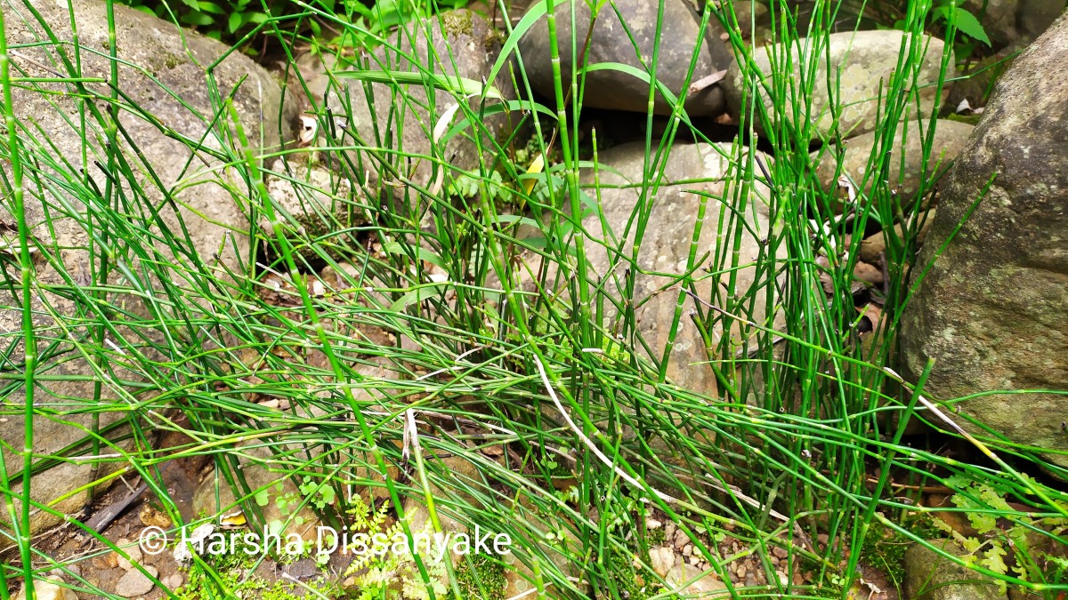 Equisetum ramosissimum  Desf.