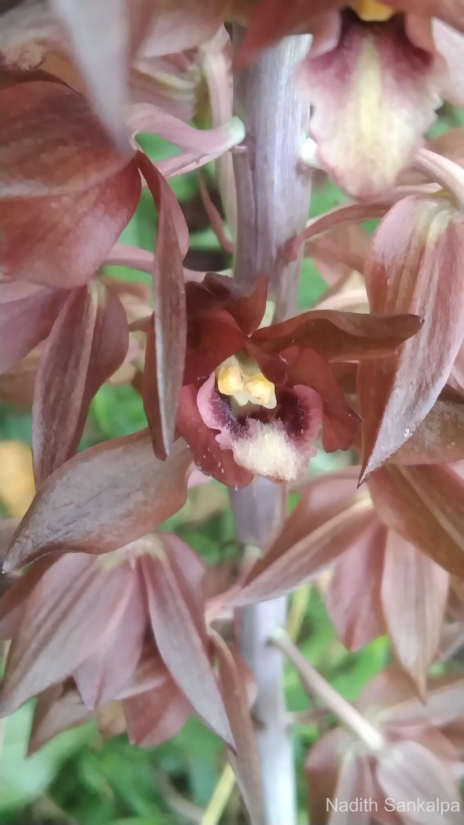 Eulophia zollingeri (Rchb.f.) J.J.Sm.