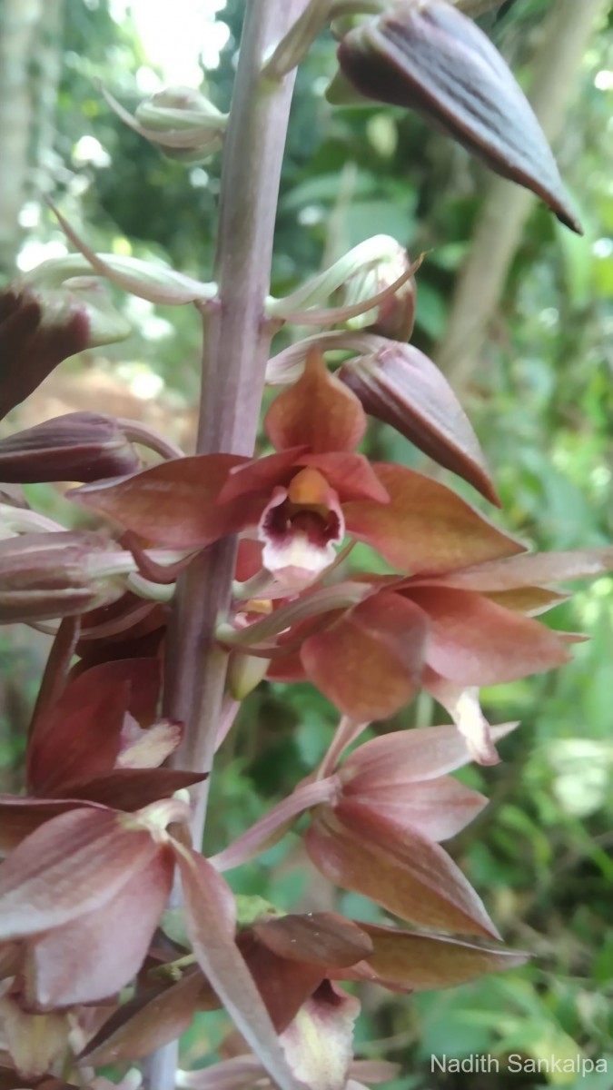 Eulophia zollingeri (Rchb.f.) J.J.Sm.