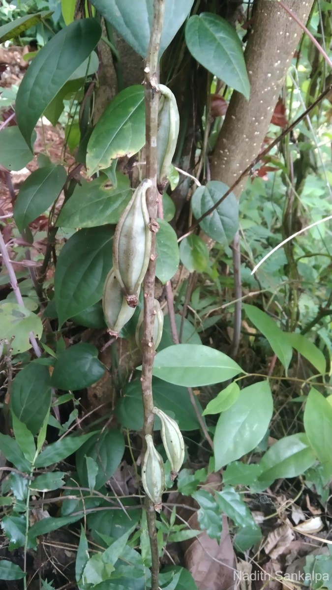 Eulophia zollingeri (Rchb.f.) J.J.Sm.