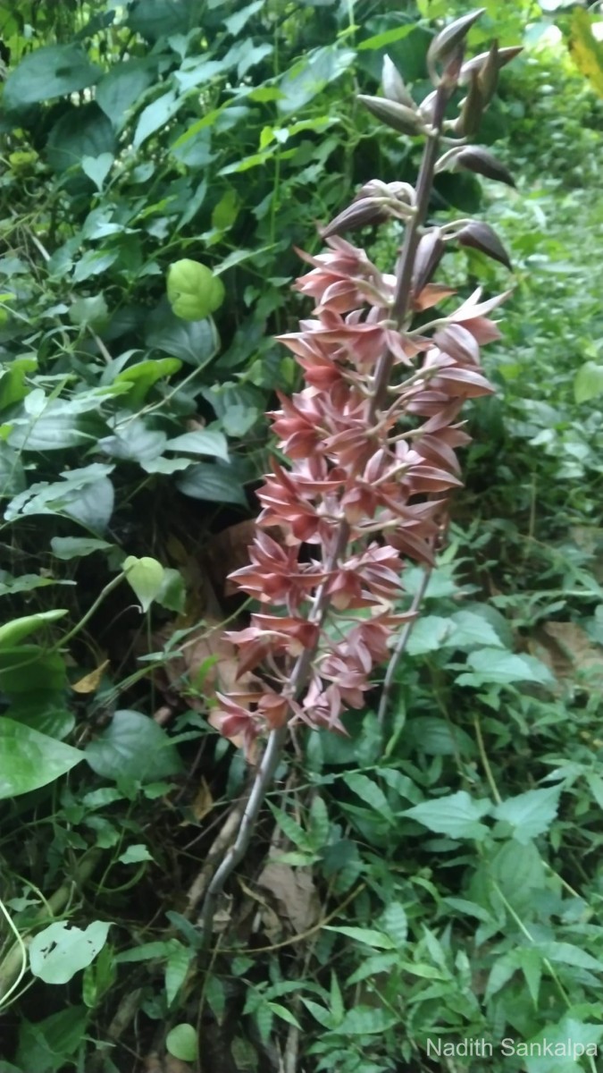 Eulophia zollingeri (Rchb.f.) J.J.Sm.