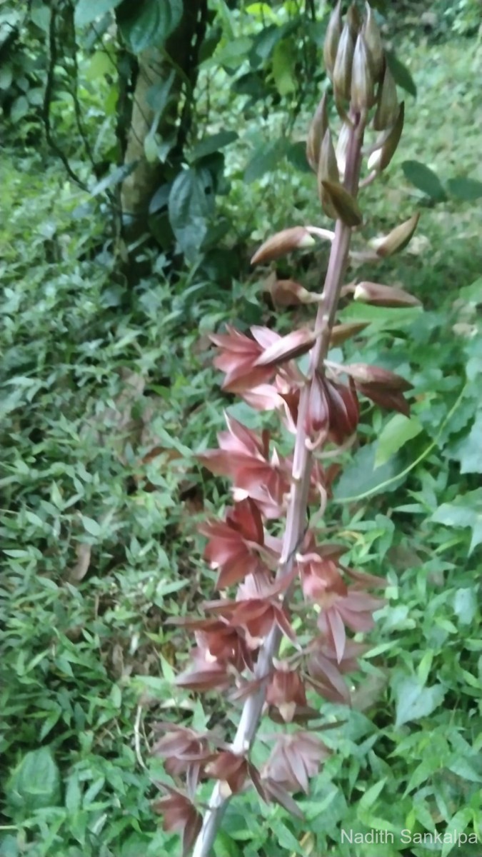 Eulophia zollingeri (Rchb.f.) J.J.Sm.