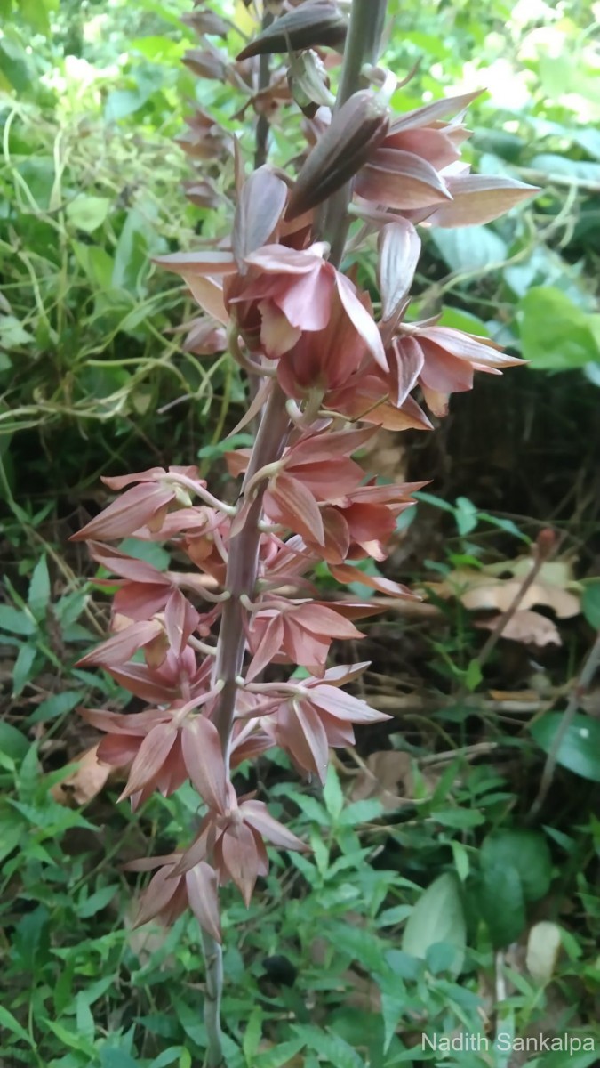 Eulophia zollingeri (Rchb.f.) J.J.Sm.