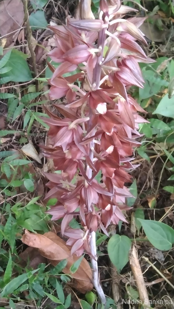 Eulophia zollingeri (Rchb.f.) J.J.Sm.