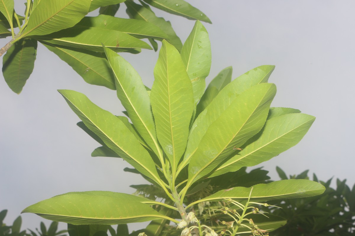 Elaeocarpus angustifolius Blume