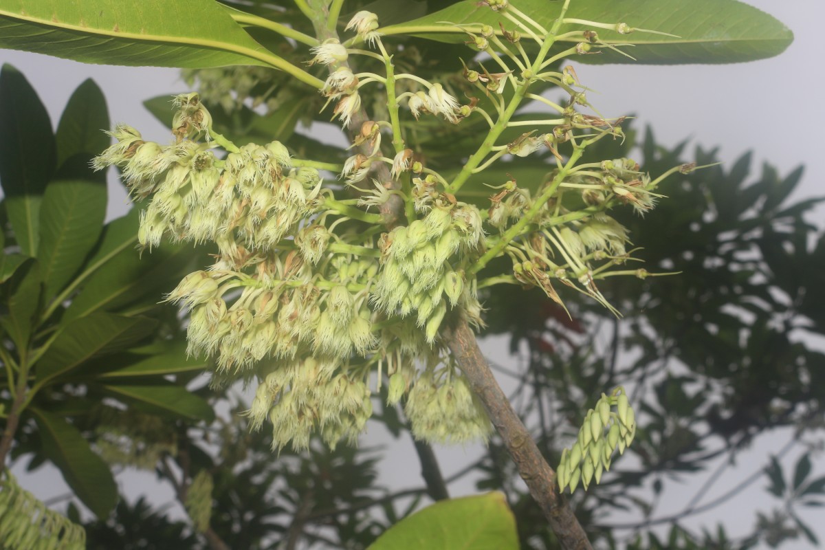 Elaeocarpus angustifolius Blume