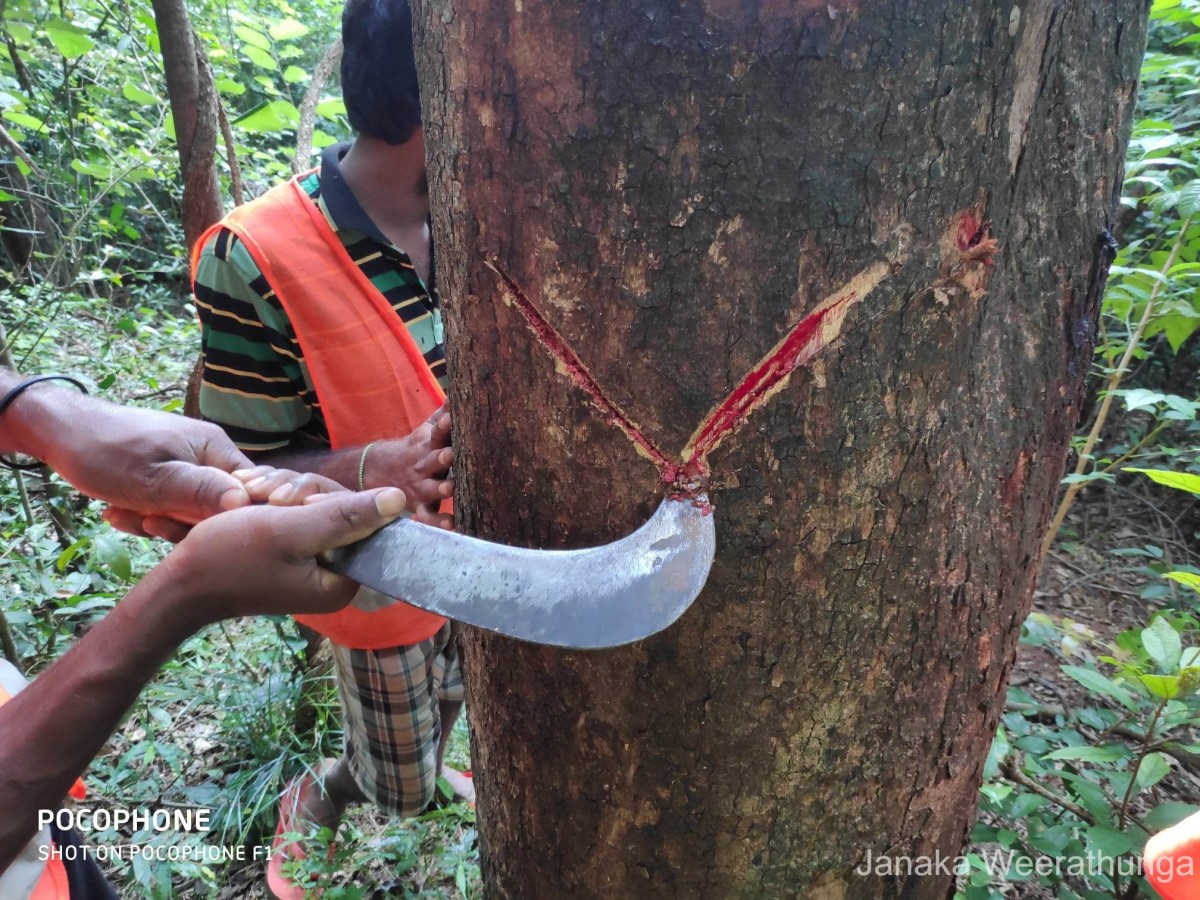 Pterocarpus marsupium Roxb.