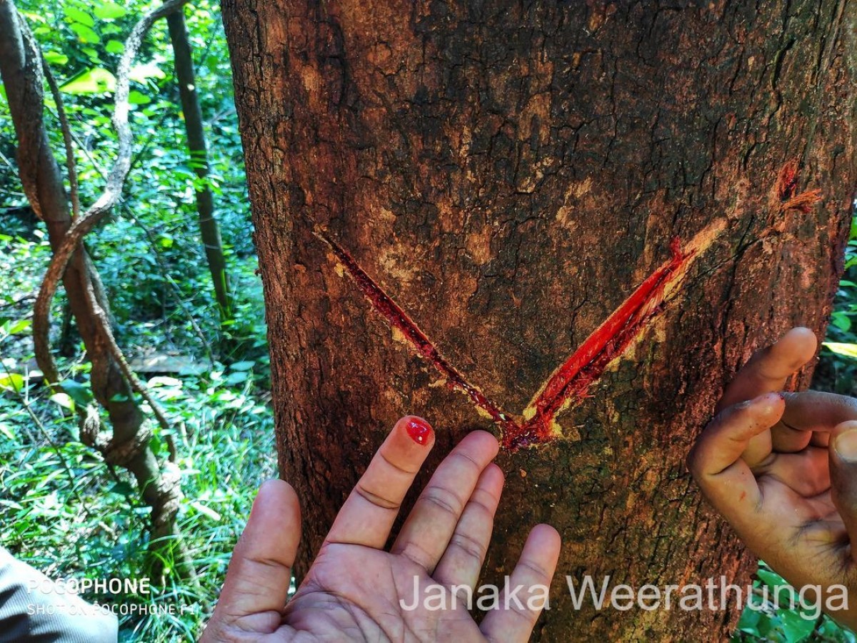 Pterocarpus marsupium Roxb.