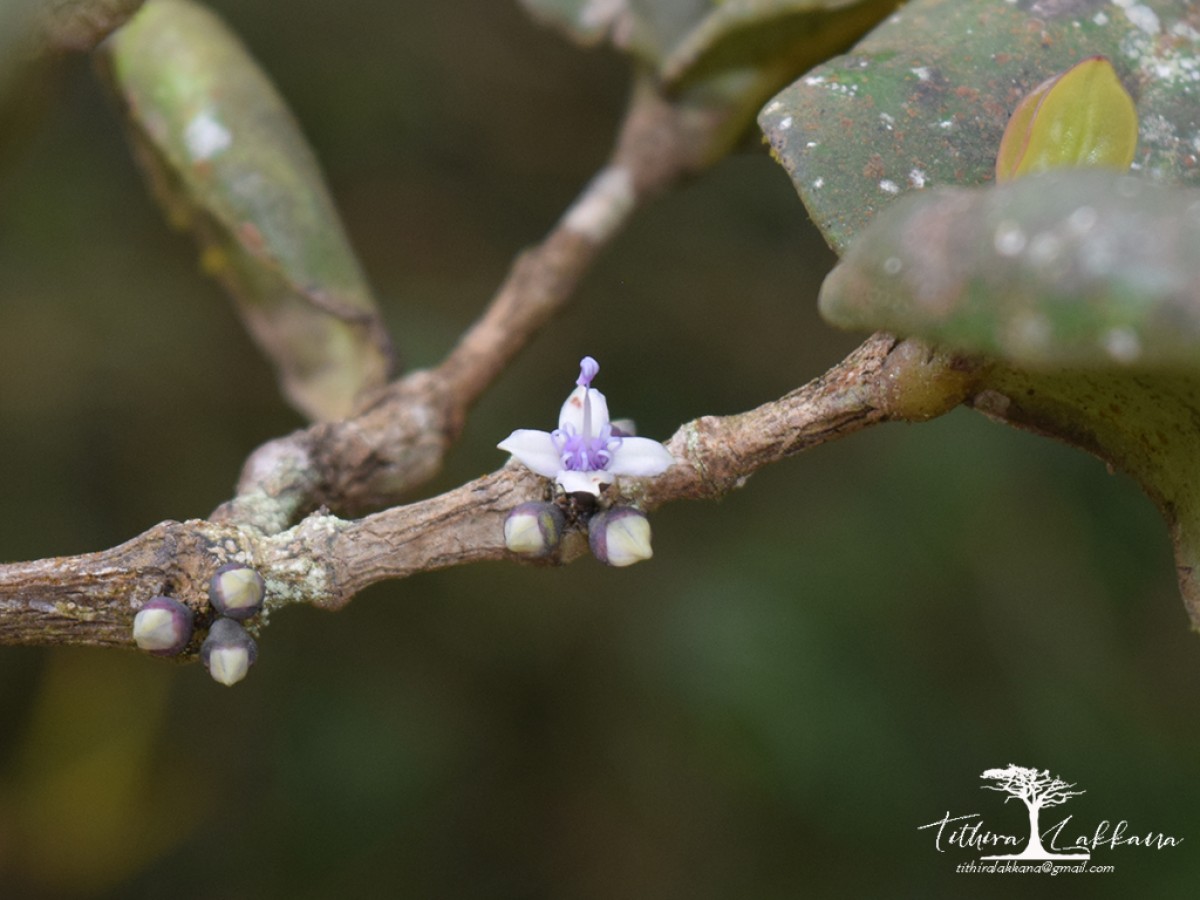 Memecylon ovoideum Thwaites