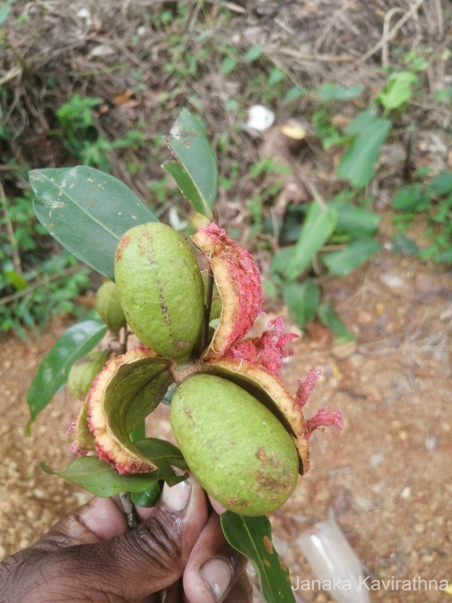 Xylopia patoniae I.M.Turner