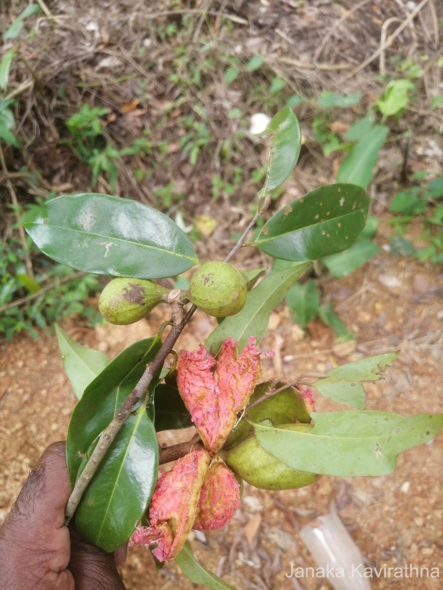 Xylopia patoniae I.M.Turner