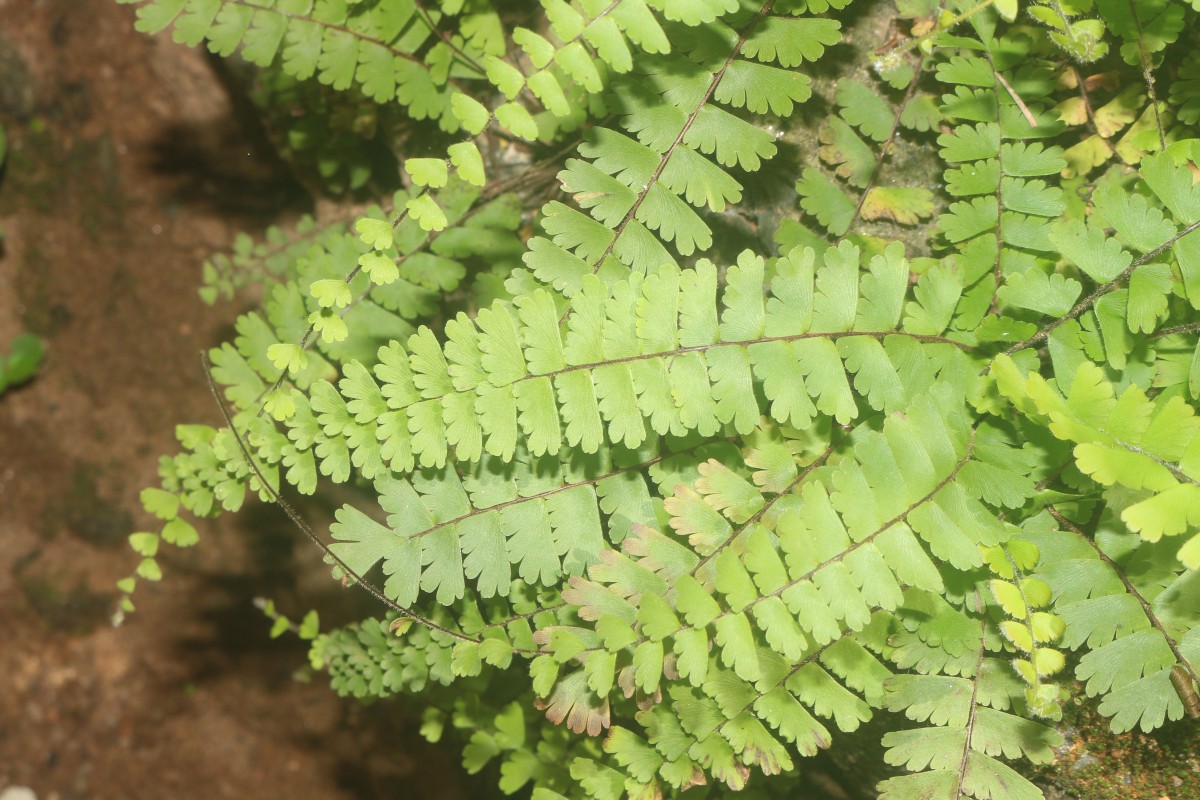 Adiantum caudatum L.