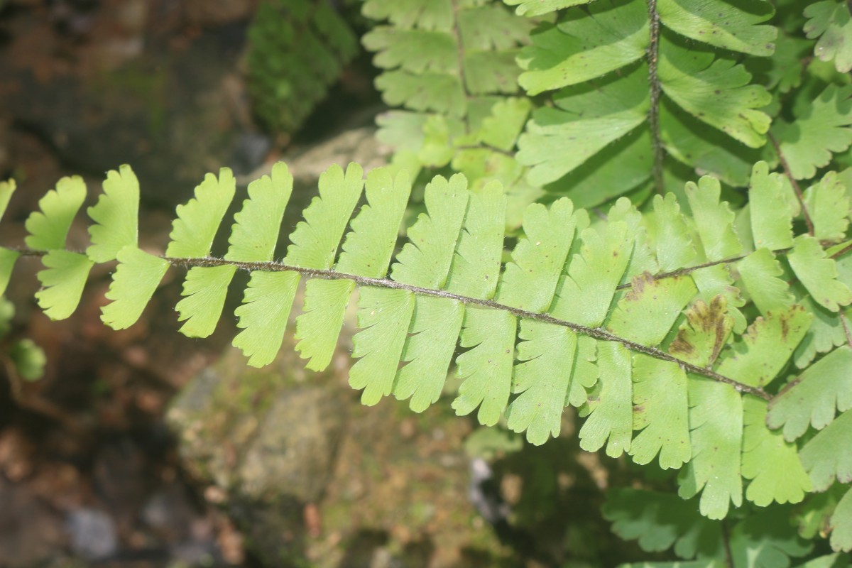 Adiantum caudatum L.