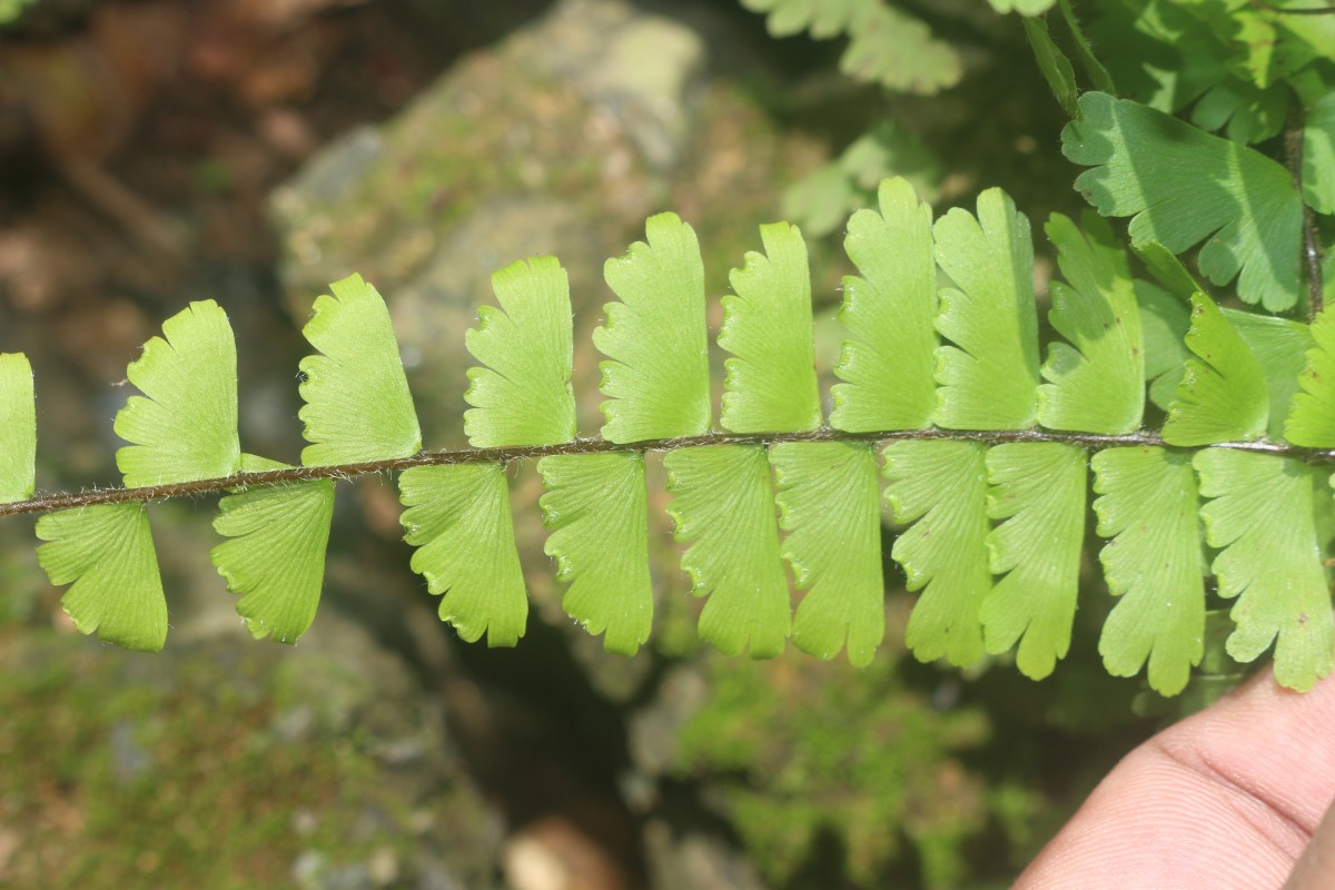 Adiantum caudatum L.